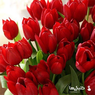tulip-flower-500x500-1.jpg
